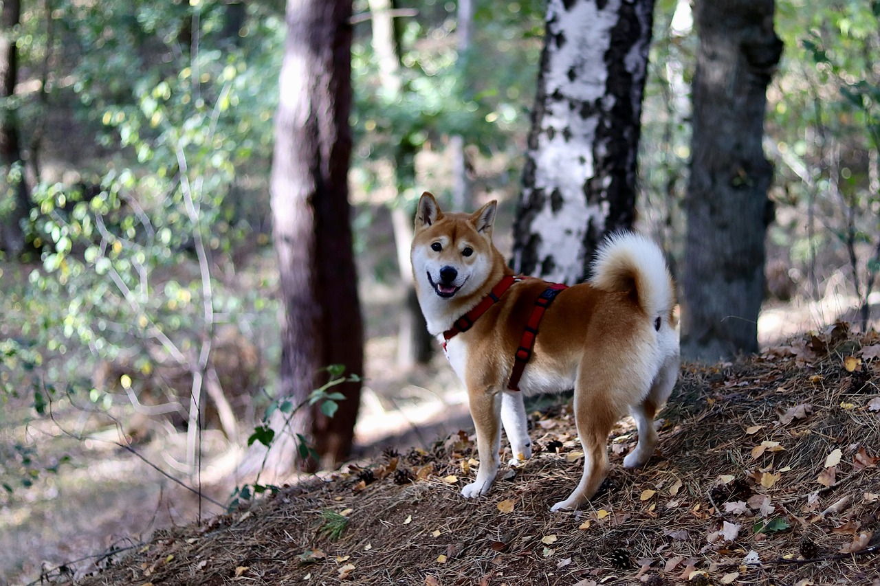 Shiba Inu - The Dogecoin Killer?